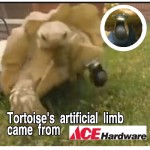 ACE Tortoise